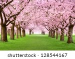 Ornamental garden with majestically blossoming large cherry trees on a fresh green lawn