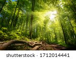 Luminous sun rays falling through the green foliage in a beautiful forest, with timber beside a path