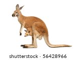 Red Kangaroo Carrying A Cute...