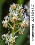 Small photo of Reseda phyteuma, common name rampion mignonette or corn mignonette, is a species of flowering plant in the family Resedaceae