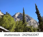 Small photo of Delphi, Greece - January 3, 2022: Behind the tall trees rises the eastern rock of Flemboukos - one of the inaccessible rocks of the Phaedriad rock on the southern slope of Parnassus.