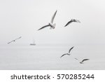 Seagulls flying over the sea with ship on the background
