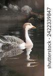 Small photo of Beautiful goose in water, Portrait of a goose. goose swimming in water closeup