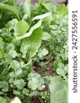 Small photo of coriander organic vegetable gardening with green coriander leaf fresh vegetable, vegetable garden in the backyard garden home gardening nature vegetable - top view
