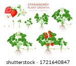 Strawberry Plant Growing Stages ...