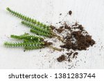 Small photo of Crassula muscosa and common names Watch Chain Princess Pine, Clubmoss Crassula, Zipper Plant and Rattail Crasulla. Repotting by stem cuttings of the succulent plants. White background.