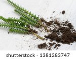 Small photo of Crassula muscosa or also common name Watch Chain, Princess Pine, Clubmoss Crassula, Zipper Plant and Rattail Crasulla. Repotting by stem cuttings of the succulent plants. Closeup and white background.