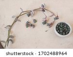 Small photo of Tradescantia navicularis has bulbil-like short shoots with tight imbricate leaves and stolons with long internode which produce short shoots and inflorescences. Isolated on light cement background.