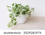 Closeup on pothos N'Joy that has small variegated leaves of green, cream and white. Planted in white pot with its vines drape over it. Isolated on cream color marble table and white background.
