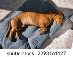 Small photo of The dog is lying on his side, resting on the pillow. His eyes are closed and his breathing is calm, suggesting that he is deeply asleep and comfortable in his bed. Natural sunny light.