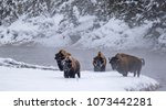Four Bull Bison In Winter Steam ...