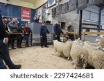 Small photo of Forfar, Angus, UK - May 3 2023: End of an era with the final sale of sheep through the ring at Forfar Mart in Scotland, conducted by auctioneer Helen Rickard.