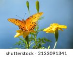 A Gulf Fritillary Butterfly...