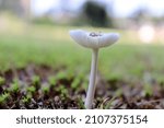 Small photo of white mushroom in yard McDonough GA