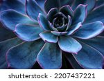 Succulent cactus background. Close up of teal and purple succulent cactus leaves texture wallpaper. Printable wall art. Selective focus.