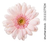 Pink gerbera flower. isolated...
