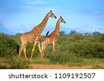 Two Giraffes Near The Forest ...