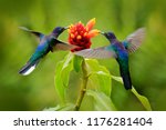 Blue hummingbird violet...