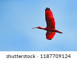 Scarlet Ibis  Eudocimus Ruber ...