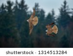 Gyrfalcon, Falco rusticolus, bird of prey fly. Flying rare bird. Forest in cold winter, animal in nature habitat, Russia. Wildlife scene form nature. Falcon above the trees. Bird fight on sky.