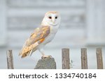 Small photo of Barn owl sitting on wooden fence in front of country cottage, bird in urban habitat, wheel barrow on the wall, Czech Republic. Wild winter and snow with wild owl. Wildlife scene from nature.