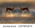 Small photo of Springbok antelope, Antidorcas marsupialis, in the African dry habitat, Etocha NP, Namibia. Two mammal from Africa. Springbok in evening back light. Sunset on safari in Namibia. Fight of deer, nature.