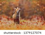 Cute Red Fox, Vulpes vulpes in fall forest. Beautiful animal in the nature habitat. Wildlife scene from the wild nature, Germany, Europe. Cute animal in habitat. Red fox running on orange autumn leave