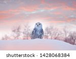 Snowy Owl Sitting On The Snow...