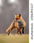 Red Fox Hunting  Vulpes Vulpes  ...