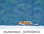 Red Fox Snow Hunting  Vulpes...