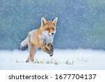 Fox On The Winter Forest Meadow ...