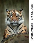 Small photo of Sumatran tiger, Panthera tigris sumatrae, rare tiger subspecies that inhabits the Indonesian island of Sumatra. Face close-up portrait of tiger from Indonesia.