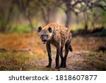 Hyena  detail portrait. spotted ...