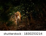 Tiger Hidden In Forest...