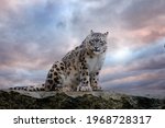 Snow Leopard With Long Taill ...