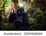 Mountain gorilla, Mgahinga National Park in Uganda. Close-up photo of wild big black silverback monkey in the forest, Africa. Wildlife nature. Mammal in green vegetation. Gorilla sitting in forest,