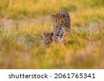 Leopard kitten baby  hidden...