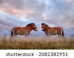 Przewalski's Horse with magical evening sky, nature habitat in Mongolia. Horse in stepee grass. Wildlife in Mongolia. Equus ferus przewalskii. Hustai National Park with rare wild horses. Nature Asia.