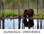Bear drink water with summer forest, wide angle with habitat. Beautiful brown bear walking around lake, fall colours. Big danger animal in habitat. Wildlife scene from nature, Russia.
