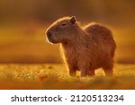 Brazil Wildlife. Capybara ...