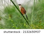 White Browed Coucal Or Lark...