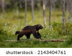 Small photo of Canada wildlife. Wolverine running with catch in taiga. Wildlife scene from nature. Rare animal from north of America. Wild wolverine in summer grass. Wildlife Canada.