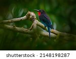 Forest bee eater. Black bee-eater, Merops gularis, bird. African tropical rainforest. Black bee-eater sitting on tree branch in the Kibale National Park in Uganda, Africa. Wildlife nature. 