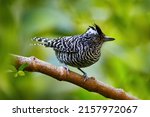 Small photo of Barred antshrike, Thamnophilus doliatus, passerine bird in antbird family, Trinidad and Tobago. Wild motley spotted bird in nature forest habitat. Birdwatching in the Caribbean. Animal in green forest