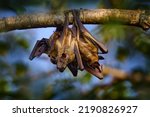 Straw coloured fruit bat ...