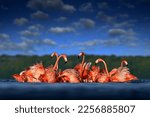 Small photo of Flock of bird in the river sea water, with dark blue sky with clouds. Flamingos, Mexico wildlife. American flamingo, Phoenicopterus ruber, pink red birds in nature mangrove habitat