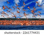 Small photo of Nature Mexico. Flock of bird in the river sea water, with dark blue sky with clouds. Flamingos, Mexico wildlife. American flamingo, Phoenicopterus ruber, pink red birds in nature mangrove habitat