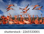 Small photo of Flamingos, Mexico wildlife. Flock of bird in the river sea water, with dark blue sky with clouds. American flamingo, pink red birds in the nature mangrove habitat, Ria Celestun, Yucatan, Mexico.