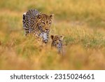Leopard cub with mother walk....