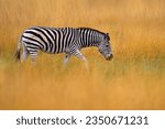 Small photo of Okavango delta, zebra. Zebra with yellow golden grass. Burchell's zebra, Equus quagga burchellii, Nxai Pan National Park, Botswana, Africa. Wild animal on the green meadow. African safari golden grass